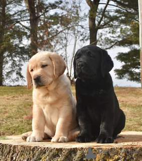 Photo №1. labrador retriever - for sale in the city of Frankfurt | 300$ | Announcement № 161536