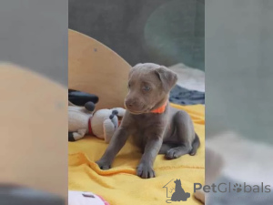 Photo №2 to announcement № 136863 for the sale of labrador retriever - buy in Germany 