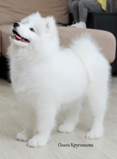 Photo №1. samoyed dog - for sale in the city of Rybinsk | Negotiated | Announcement № 1270