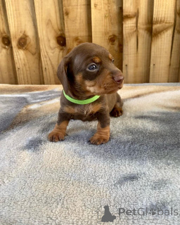 Photo №2 to announcement № 138245 for the sale of dachshund - buy in United States 