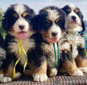 Photo №1. bernese mountain dog - for sale in the city of Гамбург | 350$ | Announcement № 44525