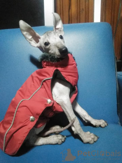 Photo №1. mexican hairless dog - for sale in the city of Салоники | 790$ | Announcement № 8285