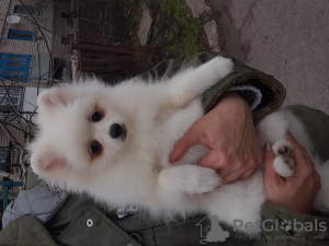 Photo №2 to announcement № 41072 for the sale of german spitz - buy in Ukraine from nursery