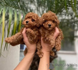 Photo №1. poodle (toy) - for sale in the city of Pori | Is free | Announcement № 131169