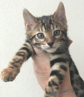 Additional photos: Purebred Bengal Cats kittens available for Caring homes