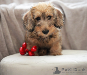 Photo №2 to announcement № 111080 for the sale of dachshund - buy in Belarus from nursery