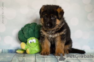 Photo №1. german shepherd - for sale in the city of Irkutsk | 519$ | Announcement № 7902