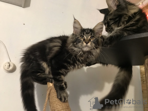 Photo №2 to announcement № 8570 for the sale of maine coon - buy in Ukraine from nursery