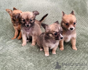 Photo №4. I will sell chihuahua in the city of Калифорния Сити. private announcement - price - 200$