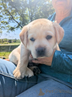 Photo №3. Labrador Retriever puppies for adoption. United States