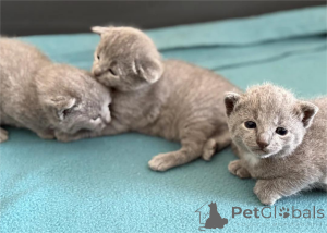 Photo №1. russian blue - for sale in the city of Copenhague | 329$ | Announcement № 151602