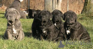 Photo №1. cane corso - for sale in the city of Aalborg | 1$ | Announcement № 173409