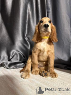 Photo №1. english cocker spaniel - for sale in the city of Vienna | 310$ | Announcement № 168078