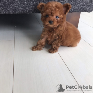 Photo №1. poodle (toy) - for sale in the city of Munich | 475$ | Announcement № 106823