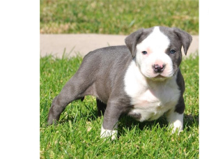 Photo №1. american pit bull terrier - for sale in the city of Warsaw | Is free | Announcement № 5000