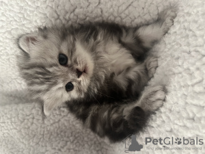 Photo №1. scottish fold - for sale in the city of New York | 1200$ | Announcement № 68672