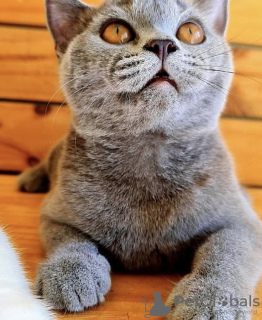 Photo №4. I will sell british shorthair in the city of Munich. private announcement - price - 269$