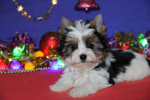 Photo №4. I will sell yorkshire terrier in the city of Saratov. from nursery - price - negotiated