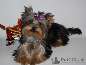 Additional photos: Yorkshire terrier. Boy's and girl's.