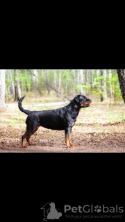 Photo №4. I will sell rottweiler in the city of Chelyabinsk. from nursery - price - 690$