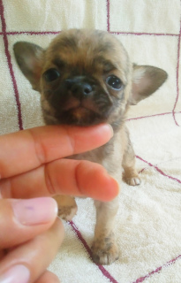 Photo №2 to announcement № 3535 for the sale of chihuahua - buy in Belarus from nursery