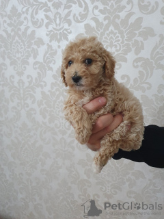 Additional photos: Mini poodles