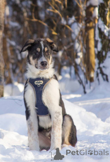 Photo №2 to announcement № 165827 for the sale of non-pedigree dogs - buy in Russian Federation private announcement