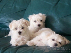 Photo №1. maltese dog - for sale in the city of Trierweiler | 150$ | Announcement № 129624