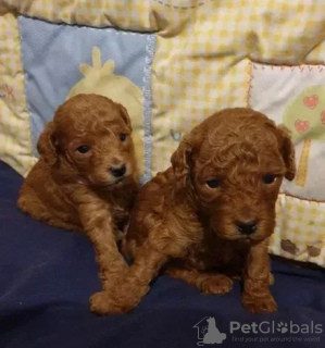 Photo №3. Brown Poodle sable puppies. Ukraine