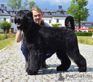 Photo №2 to announcement № 99694 for the sale of black russian terrier - buy in Poland breeder