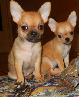 Photo №2 to announcement № 7616 for the sale of chihuahua - buy in Russian Federation breeder
