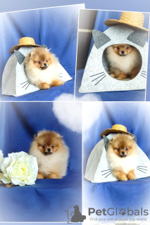Photo №4. I will sell pomeranian in the city of Minsk. breeder - price - 302$