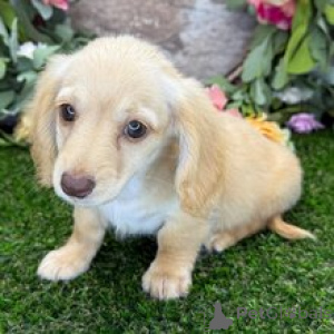 Photo №2 to announcement № 172466 for the sale of dachshund - buy in Germany private announcement