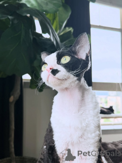 Photo №1. devon rex - for sale in the city of Helsinki | 568$ | Announcement № 169155
