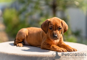 Photo №4. I will sell rhodesian ridgeback in the city of Москва. from nursery - price - 1500$