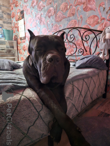 Photo №3. We offer puppies Kane Corso. Belarus