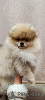 Photo №2 to announcement № 43737 for the sale of pomeranian - buy in Germany private announcement