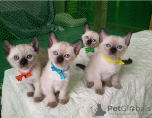 Photo №1. siamese cat - for sale in the city of Sälen | negotiated | Announcement № 97879