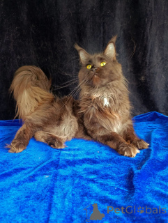 Photo №2 to announcement № 169055 for the sale of maine coon - buy in Russian Federation private announcement