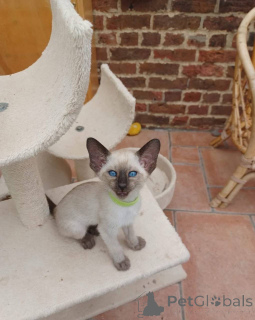 Photo №1. siamese cat - for sale in the city of Berlin | negotiated | Announcement № 165046