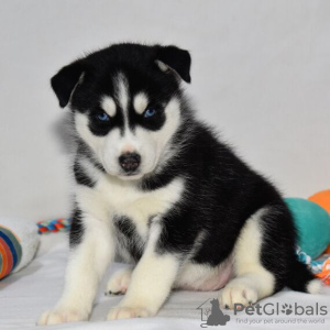 Photo №2 to announcement № 45615 for the sale of siberian husky - buy in United States private announcement