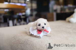 Photo №2 to announcement № 154080 for the sale of poodle (toy) - buy in United States breeder
