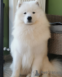 Photo №2 to announcement № 99317 for the sale of samoyed dog - buy in Hungary breeder