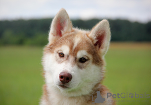 Photo №4. I will sell siberian husky in the city of St. Petersburg. from nursery - price - negotiated