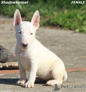 Photo №1. bull terrier - for sale in the city of Москва | negotiated | Announcement № 17440