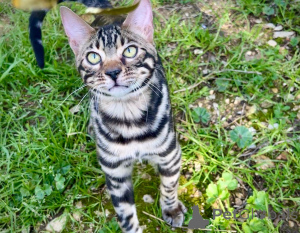 Photo №2 to announcement № 167688 for the sale of bengal cat - buy in Finland 