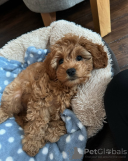 Photo №3. Cavapoo Puppies for adoption. Australia