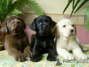 Photo №2 to announcement № 162425 for the sale of labrador retriever - buy in Netherlands private announcement, breeder