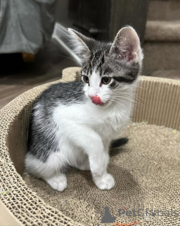 Photo №1. domestic cat - for sale in the city of Munich | 471$ | Announcement № 150617