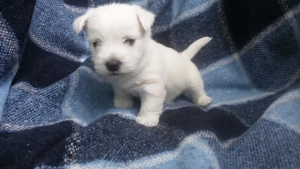 Photo №2 to announcement № 329 for the sale of west highland white terrier - buy in Belarus breeder